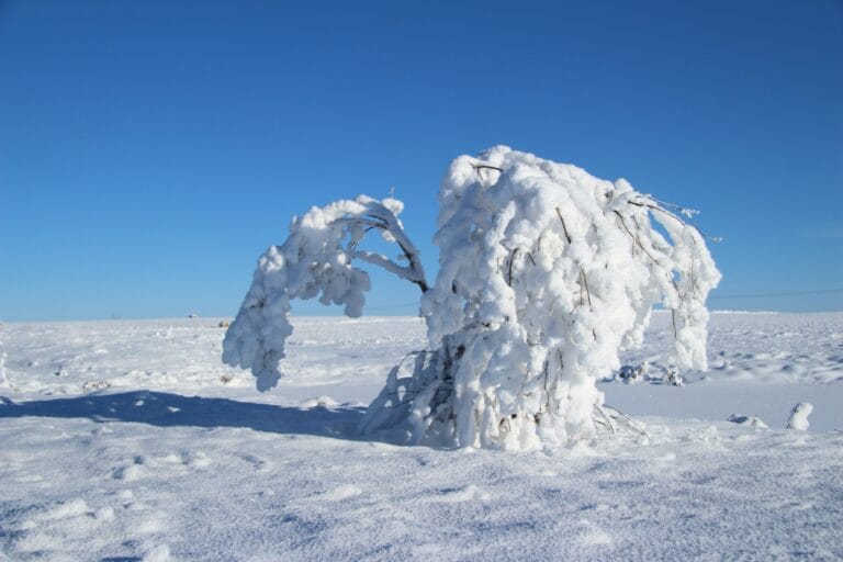 The "winter blues" can make you feel like this tree weighed down by snow and ice.