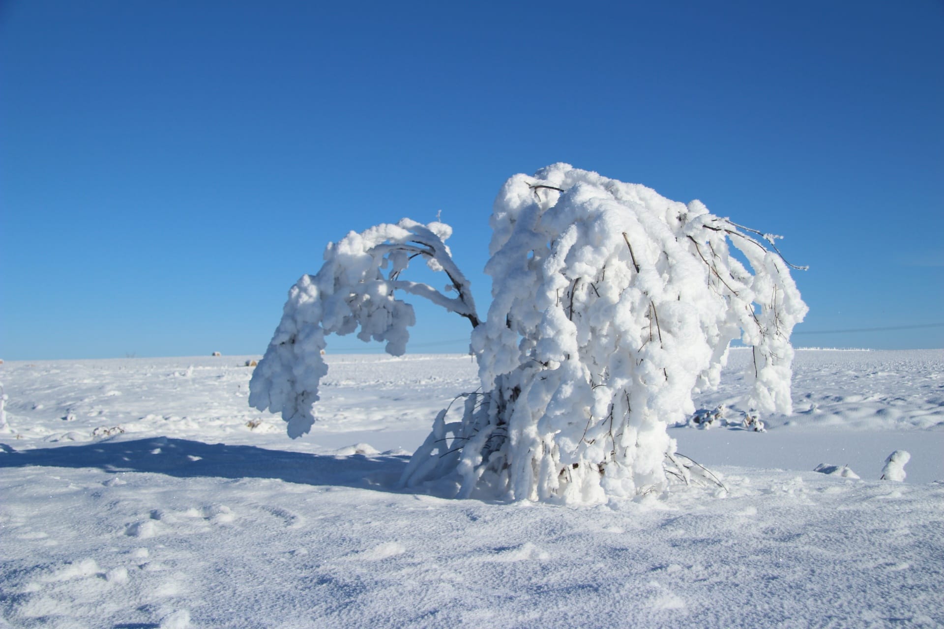 The "winter blues" can make you feel like this tree weighed down by snow and ice.
