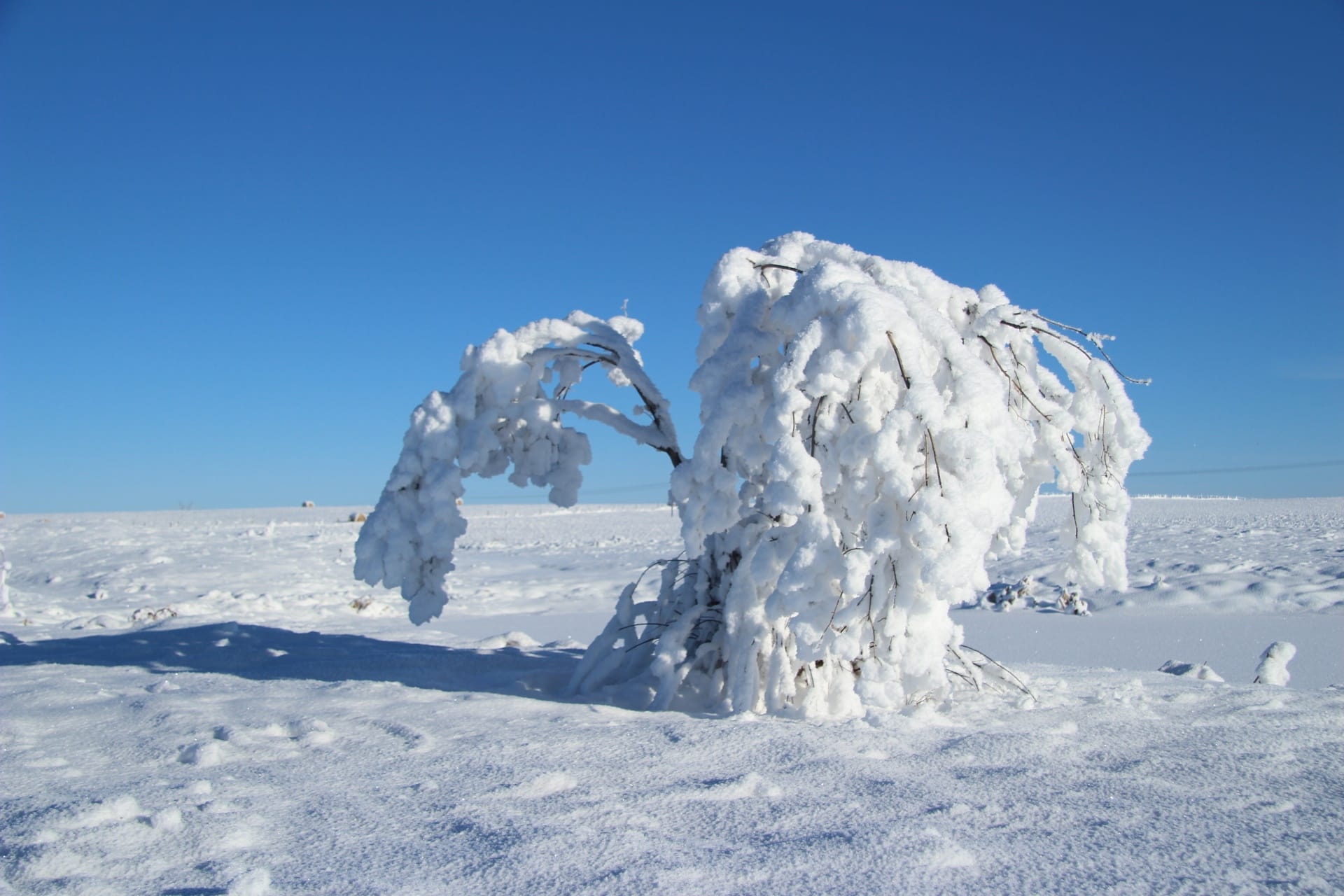 Tree weighed down by snow and ice